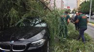 Ataşehir’de Fırtınada Devrilen Ağaç Otomobilleri Ezdi