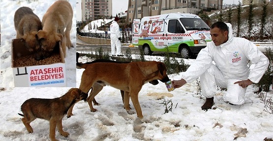Ataşehir Belediyesi Kış Mevsiminde Sokak Hayvanlarını Unutmadı