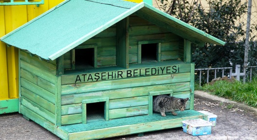 Ataşehir’deki Kediler Yeni Yuvalarına Kavuşuyor