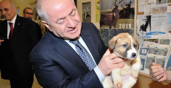 Kadıköy’de pet-shoplarda hayvan satışı yasak