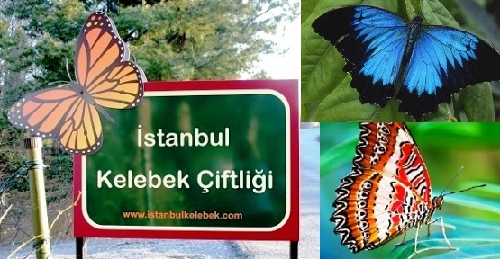 İstanbul’da Cennet Köşe ‘Kelebek Çiftliği’